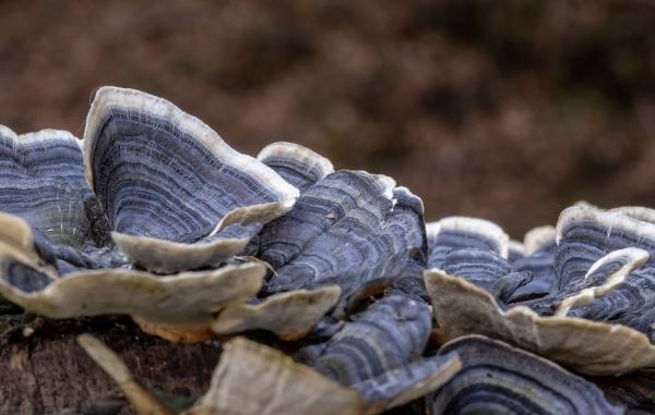 Ученые вырастили гриб со вкусом и запахом земляники
<p>