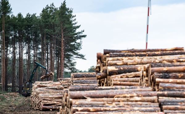 Экспорт российского леса оказался под угрозой