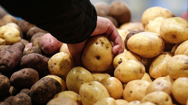 Россиян предупредили о риске дефицита картофеля