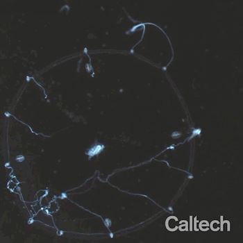 <br />
						Ученые обнаружили способ читать мысли медуз<br />
					